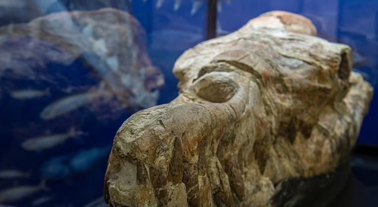 Череп, базилозавр