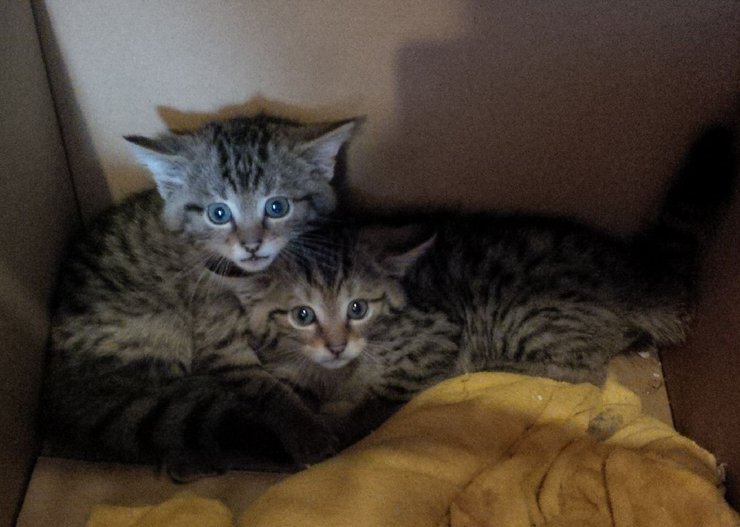 дике європейське лісове кошеня, дикий кіт, дикий кіт, кошеня