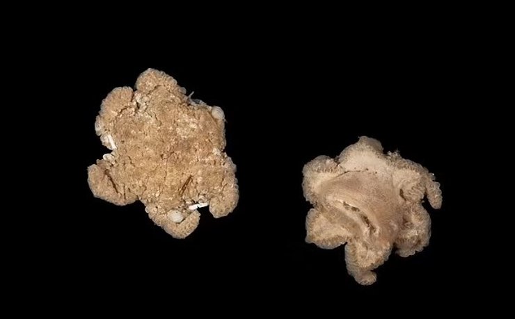 животное цветная капуста