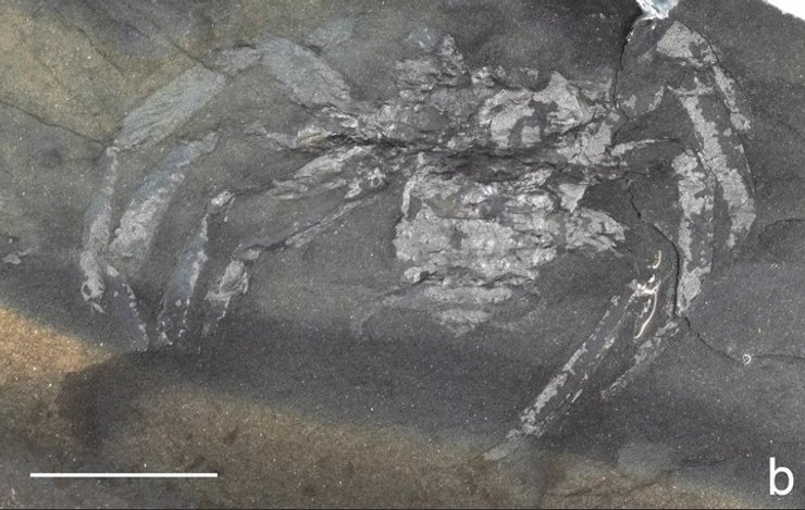 окаменелость паук