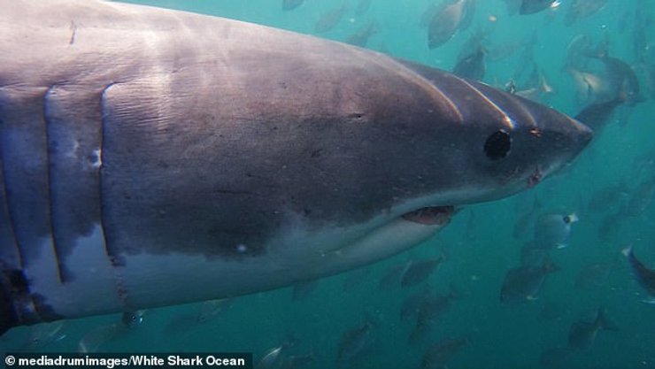 Большая белая акула