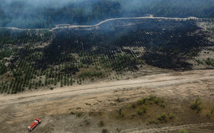 лесные пожары, луганская область, поджог, лес, фото