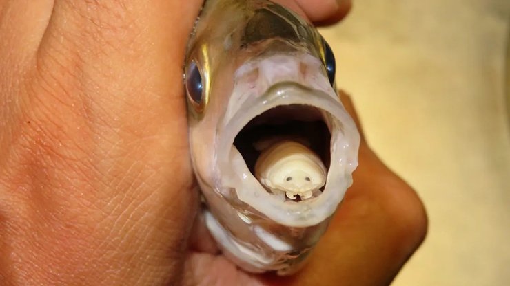 паразит во рту рыбы