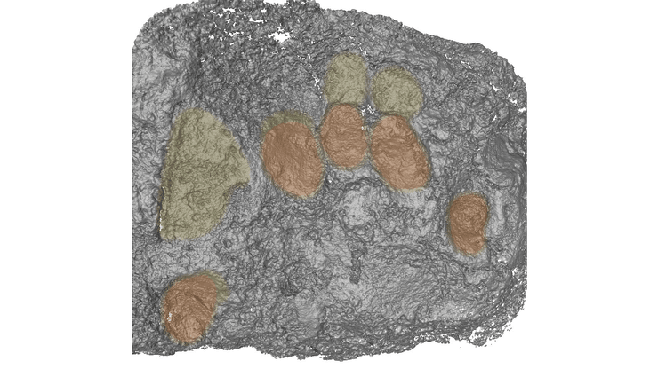 Ученые надеются найти ДНК