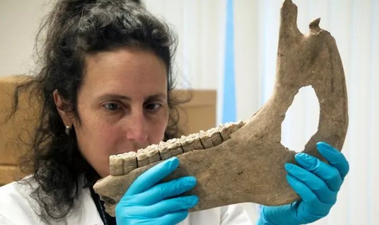 Челюсть лошади, кости, ученая