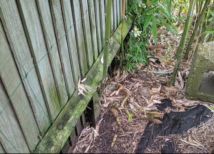 бамбук в британії, бамбук, бамбуковий гай, зарості бамбука