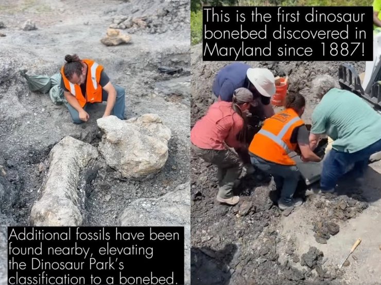 Скам'янілості динозавра, динозавр, скам'янілості, знахідка, розкопки, археологи, парк, кістка