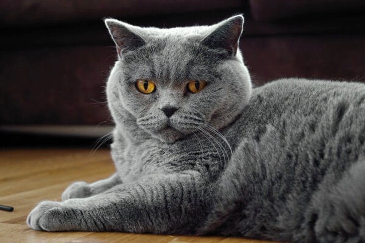 шартрезская кошка