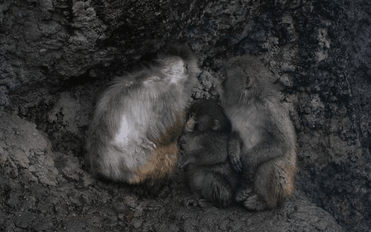 Панч знайшов друга