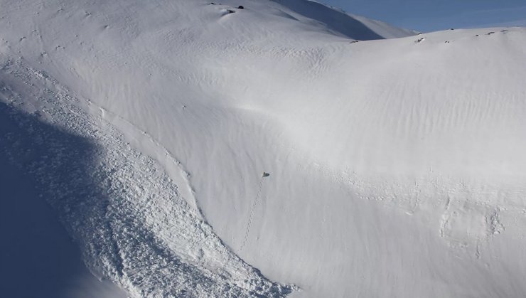 Білі ведмеді