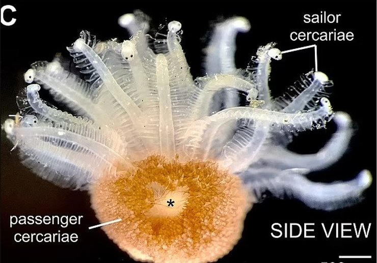 черви паразити