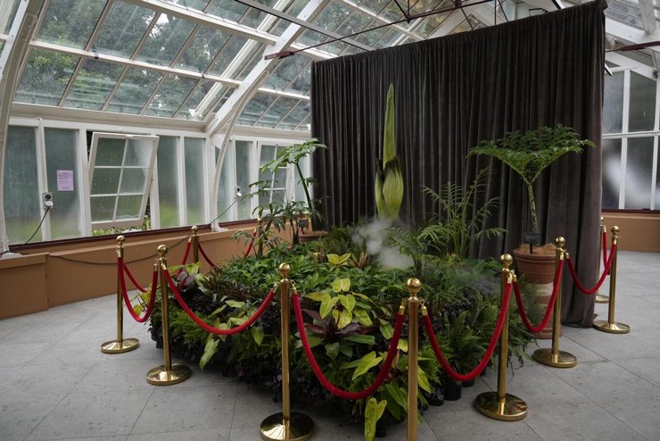 Квітка Путриції