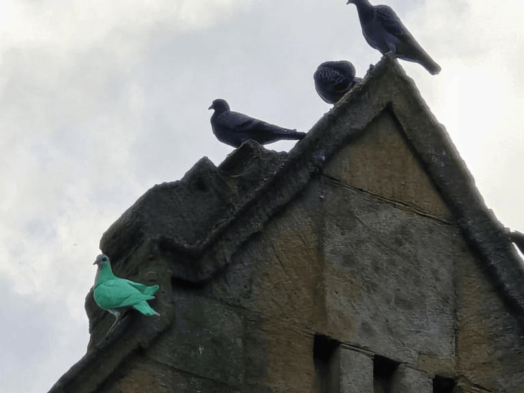 Зелёный голубь