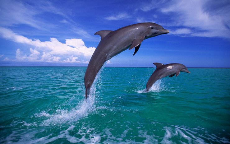 фото, дельфины