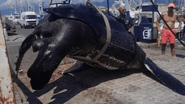 Тело кожистой черепахи, фото