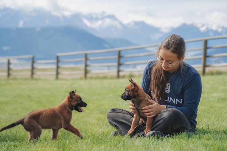 собака порода свалинн, собака, собаки, свалинн, что такое свалинн, Svalinn