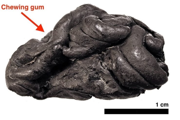 жвачка, фото, ДНК, смола, доисторические люди, охотники-собиратели
