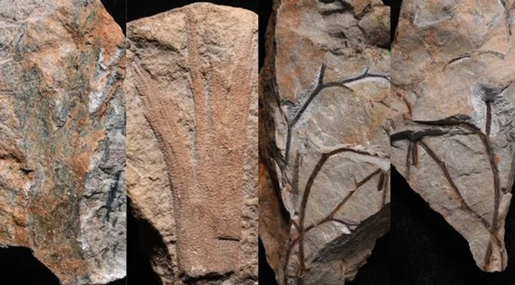 самый старый лес на Земле