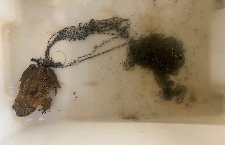 тростниковая жаба икра