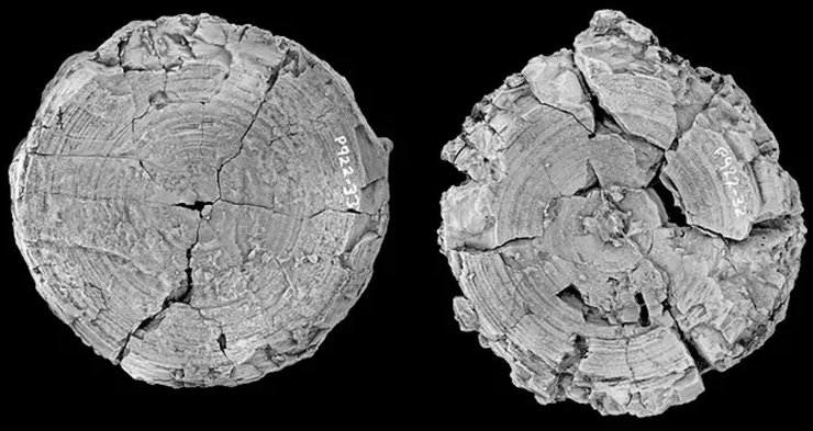 стародавня акула хребці