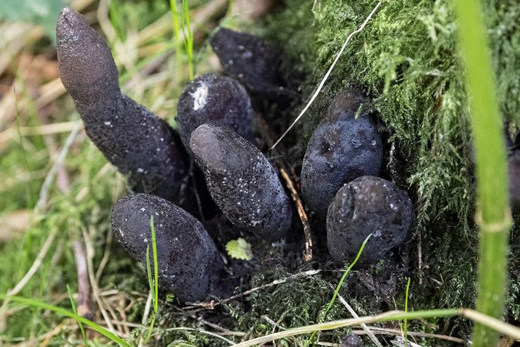 гриб, гриб пальці мерця