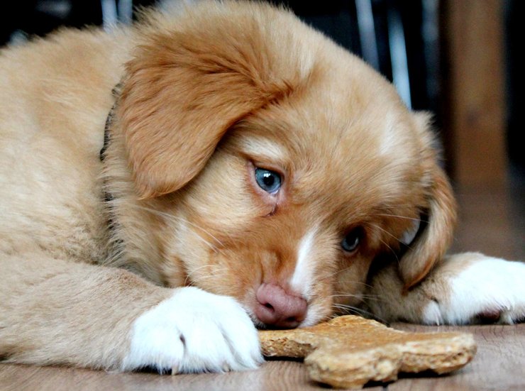 щенки, пища, уход