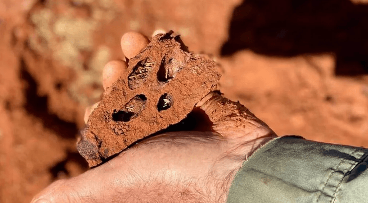 Терміти, терміти під землею, ґрунт, земля, пустеля, комахи