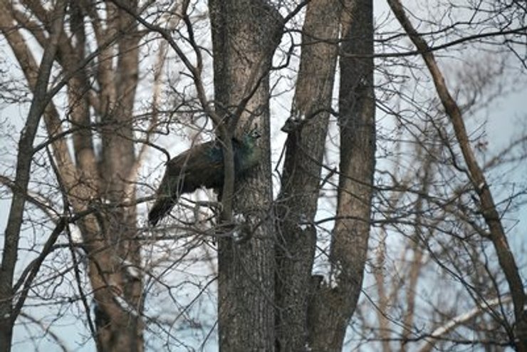 Удар ЗС РФ по Фельдман Екопарк під Харковом
