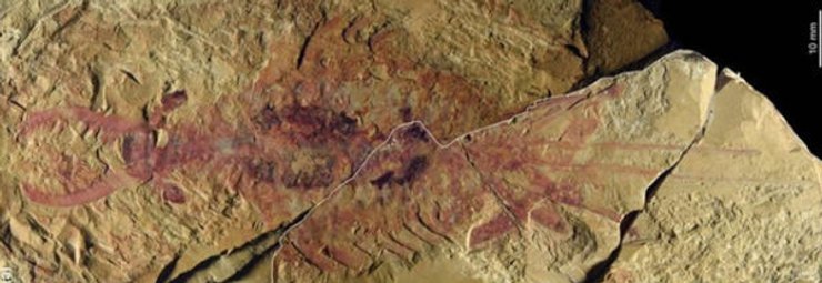 стародавній краб, радіодонти