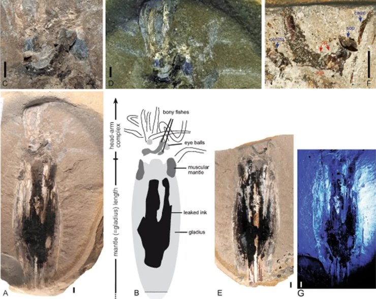 окаменелость кальмар вампир