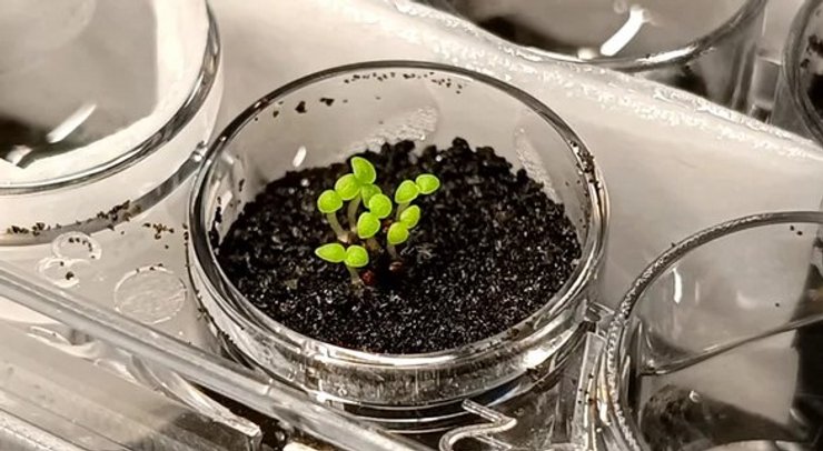 растение, Луна