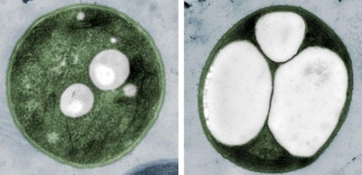 цианобактерии, водоросли, пластик