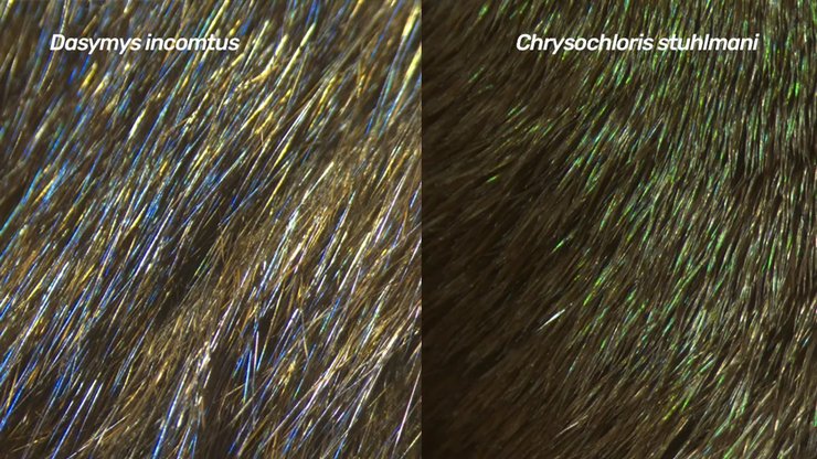 радужная шерсть