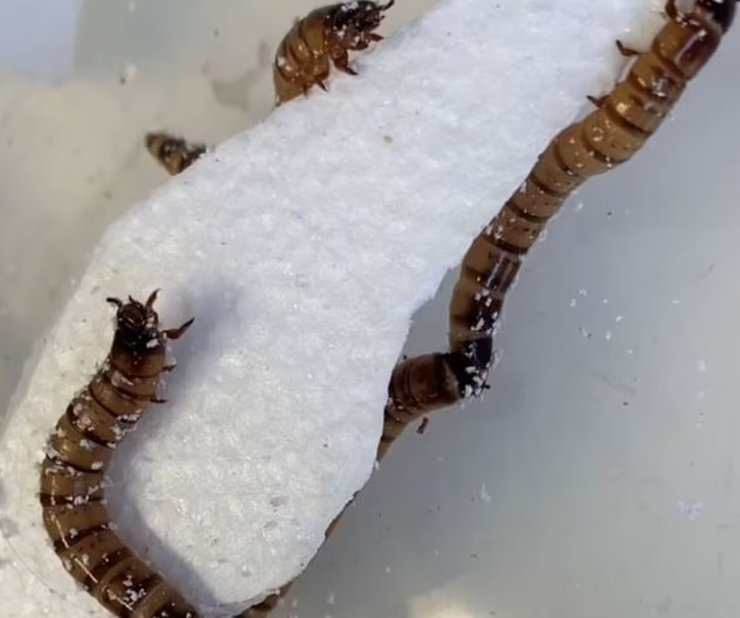 Личинки, Zophobas morio, пластик