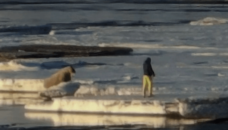 Морж на льдине, морж, млекопитающее, животное, запрет на приближение, турист получил штраф, дикое животное, редкий вид,