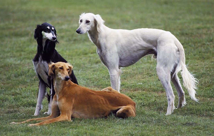 порода собаки салюки