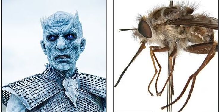 пчела король ночи