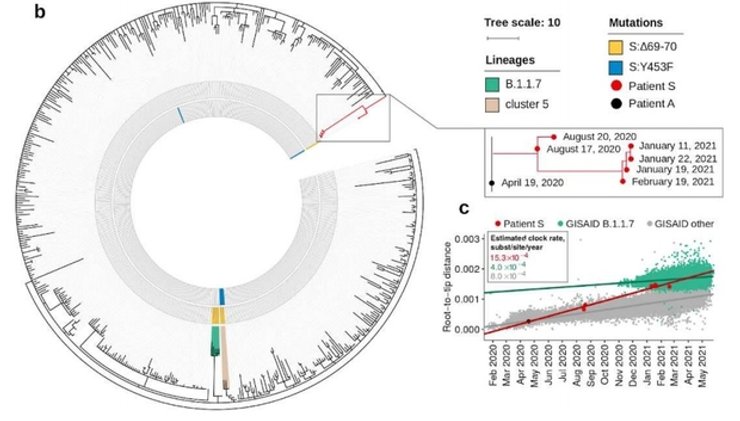 коронавирус, мутации коронавируса, исследование коронавируса