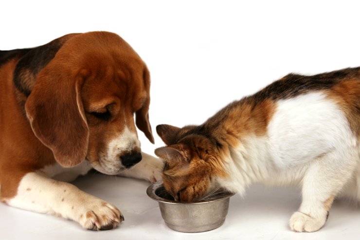 дломашние животные