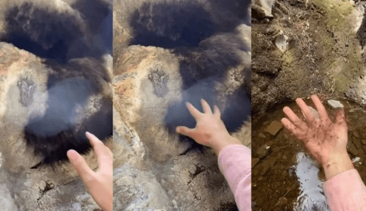 Пауки на дереве, дерево, черная масса, насекомые, неопасные пауки, арахнофобия, блогер, внутри дерева, курьезы, соцсети