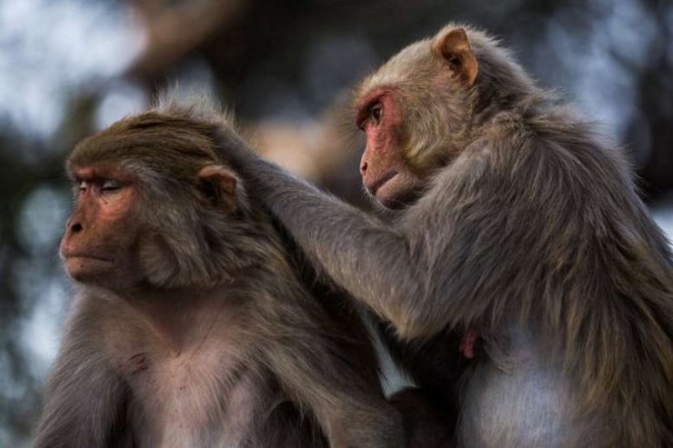 обезьяны, эволюция, человек