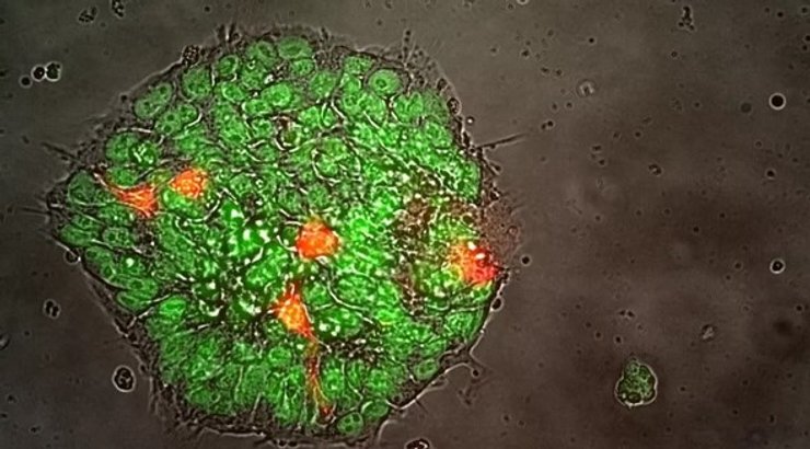 стволовые клетки