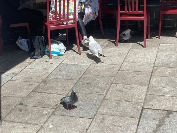 жителі містечка в британії, жителів містечка в британії атакують чайки