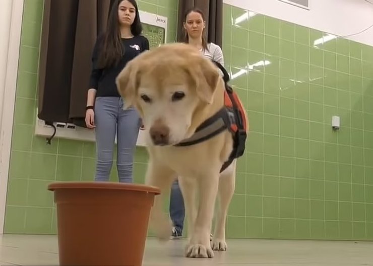 собаки интеллект эксперимент