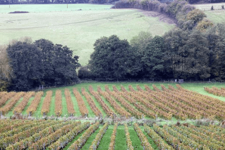 виноградники Ancre Hill Estate