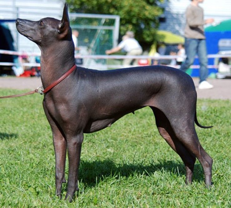 Перуанская орхидея инков (или перуанская голая собака)