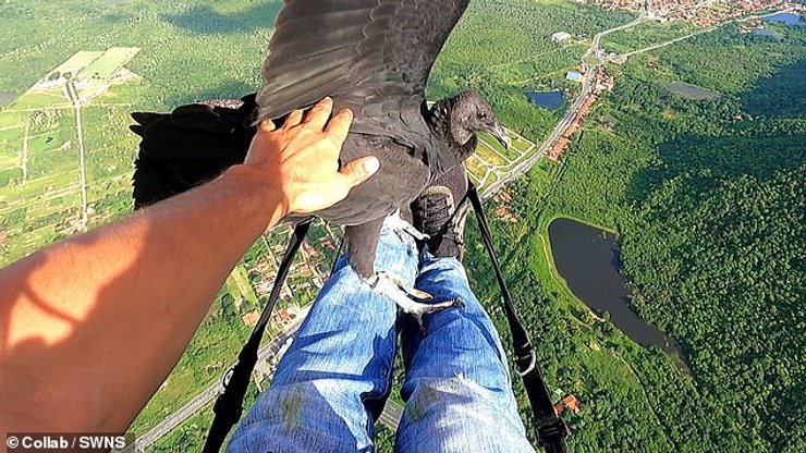 Хищная птица, стервятник, орел стервятник