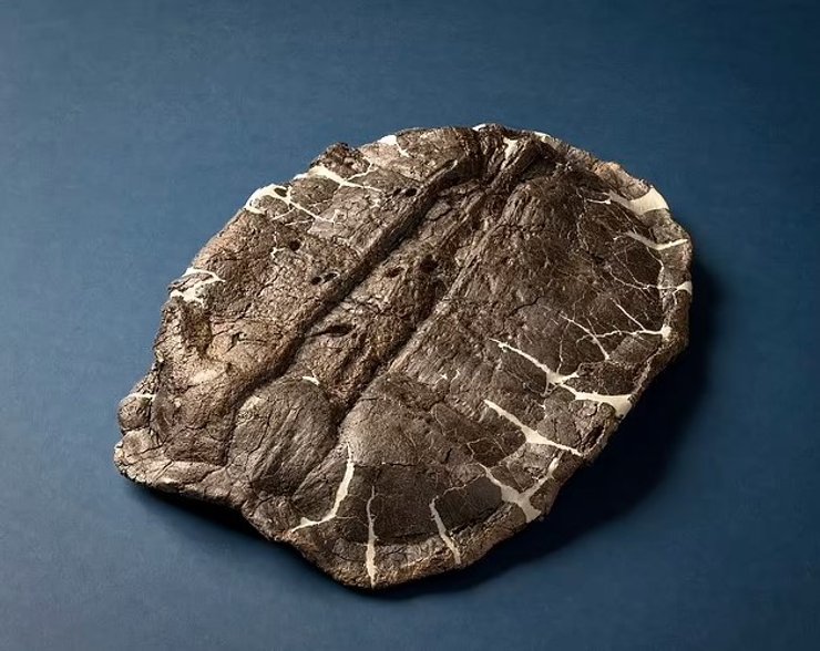 кістки тварина викопне викопне