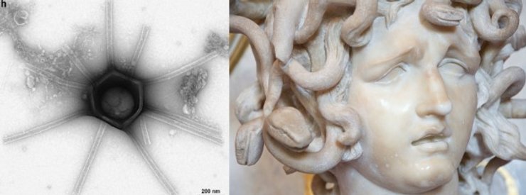 вирус медуза горгона