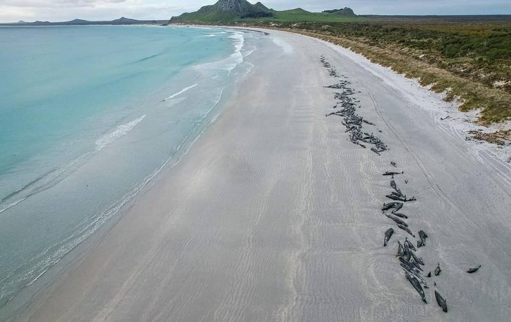 Дельфины гринды на берегу Новой Зеландии